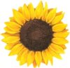 Sunflower1967 avatar