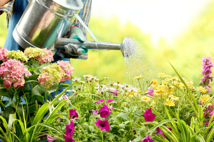 The Ins and Outs of Gardening for Seniors-Image