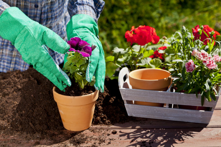 Gardening and Growing with Dementia-Image