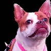 Warriorforthem avatar