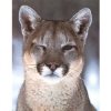 cougar avatar