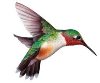 Hummingbirds02 avatar